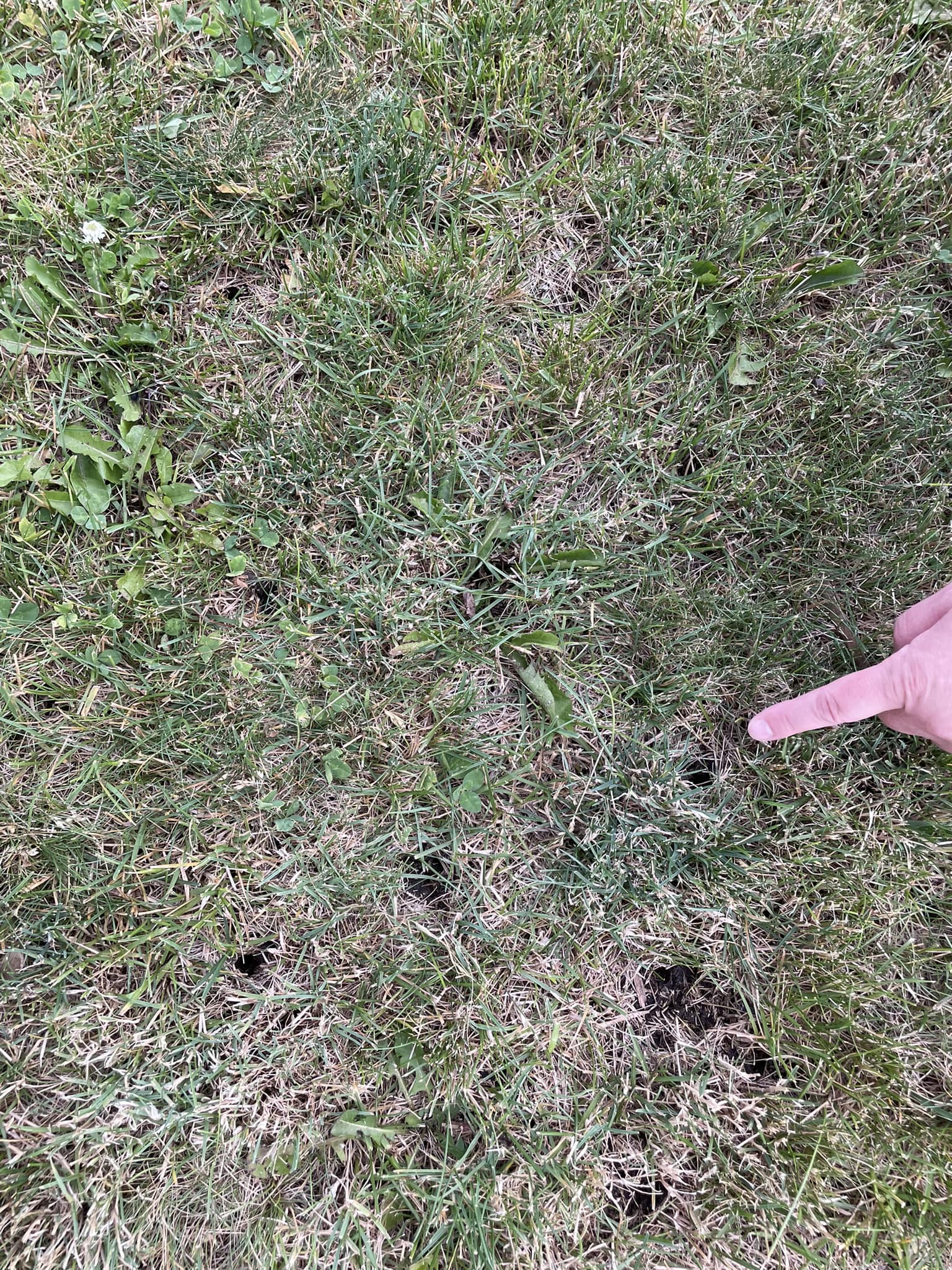 Screwdriver compaction test dead lawn soil Greater Sudbury Ontario