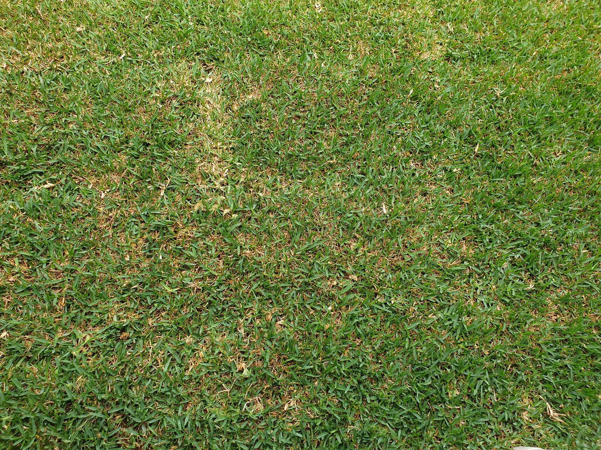 Section of lawn with mixed healthy and damaged grass evaluated for repair Sudbury