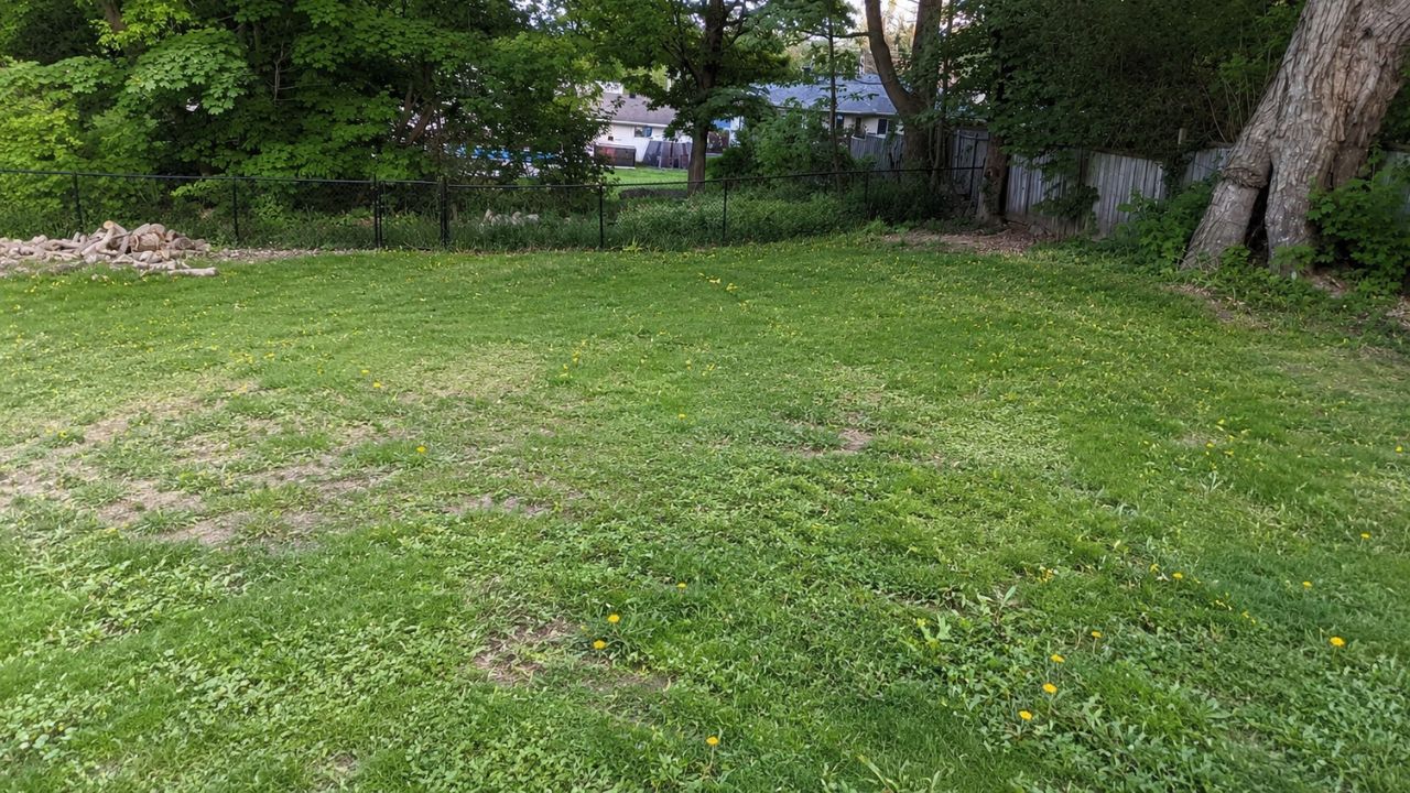 Severely damaged and dead lawn in Greater Sudbury Ontario showing signs of sod replacement needed