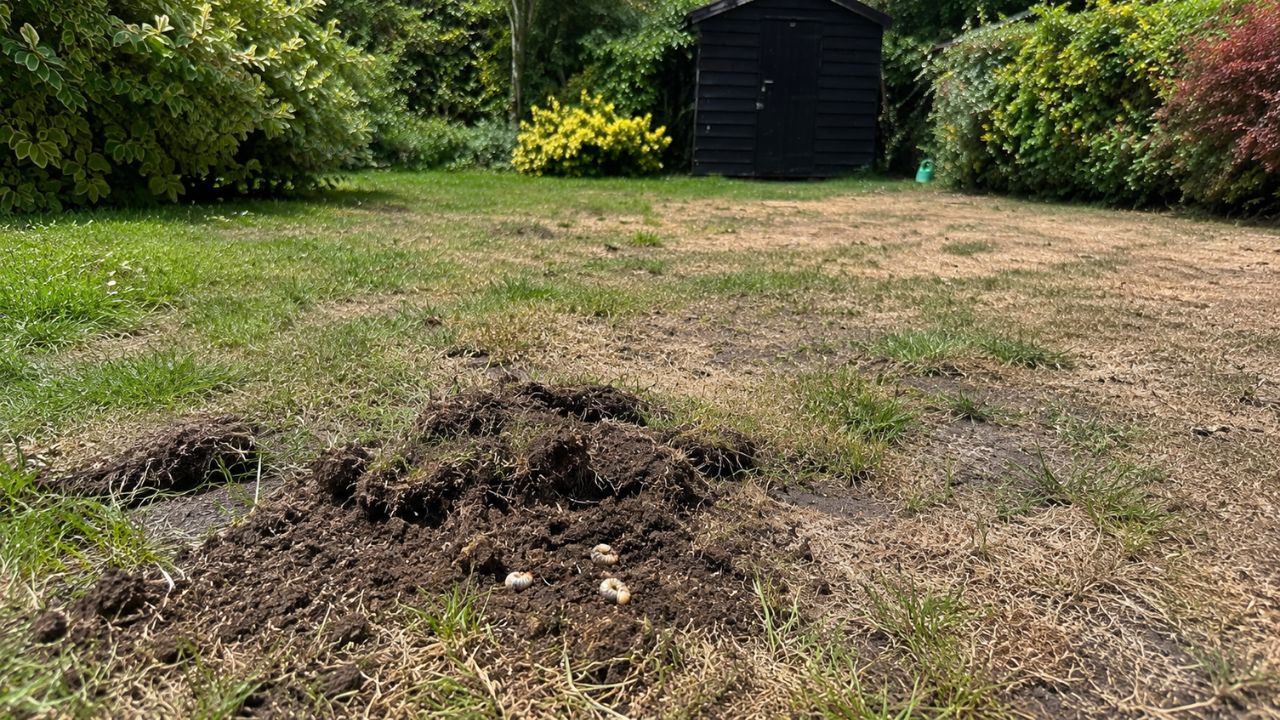 Severely damaged residential lawn in Greater Sudbury Ontario assessed by Cutting Edge Lawn and Landscaping