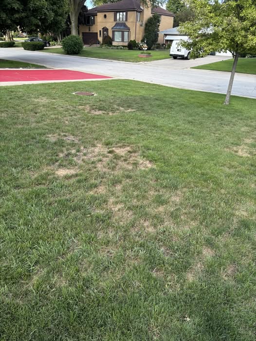 Severely damaged struggling lawn on Sudbury Ontario residential property