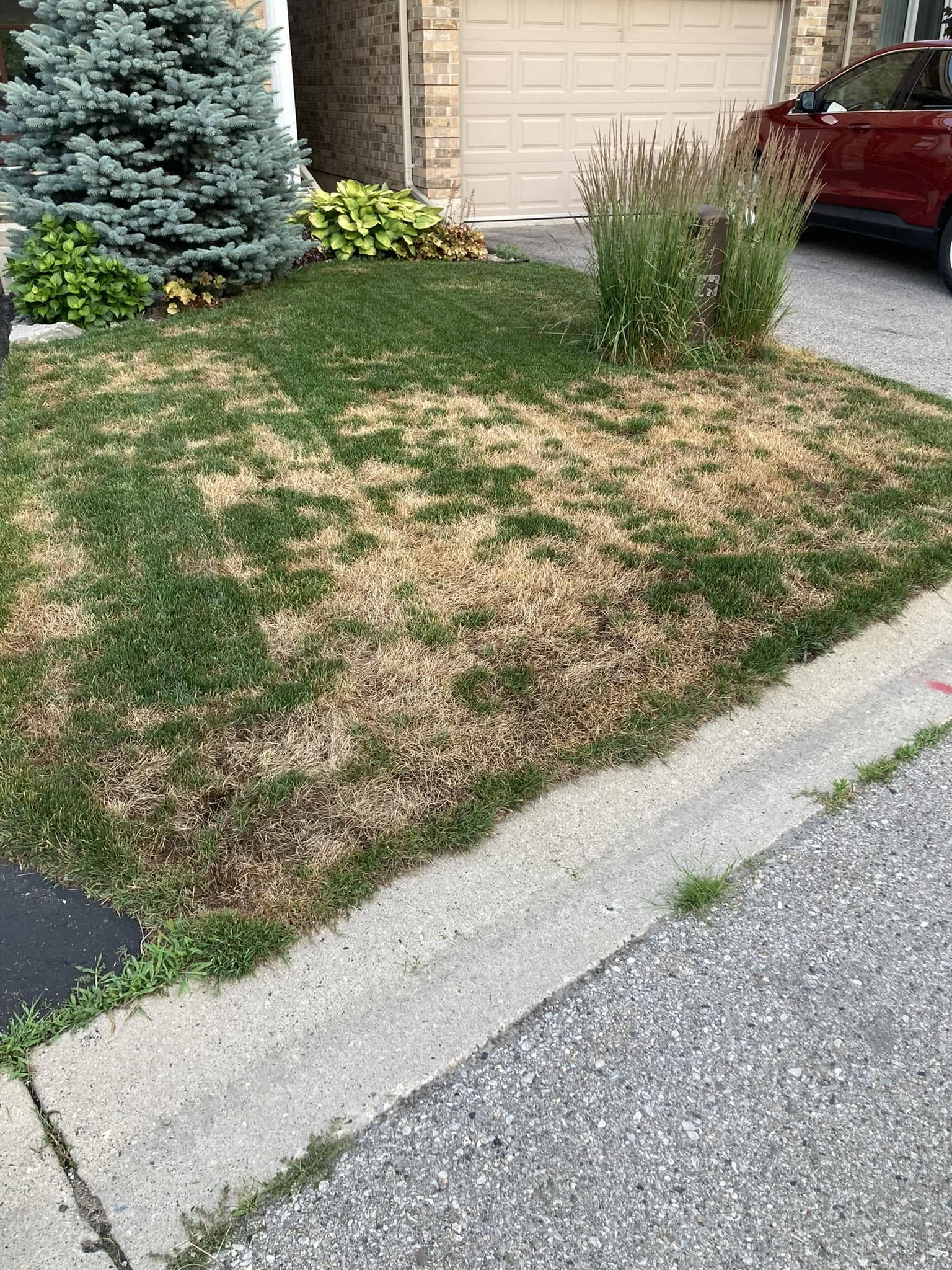 Severely declined backyard lawn Hanmer Sudbury Ontario professional assessment