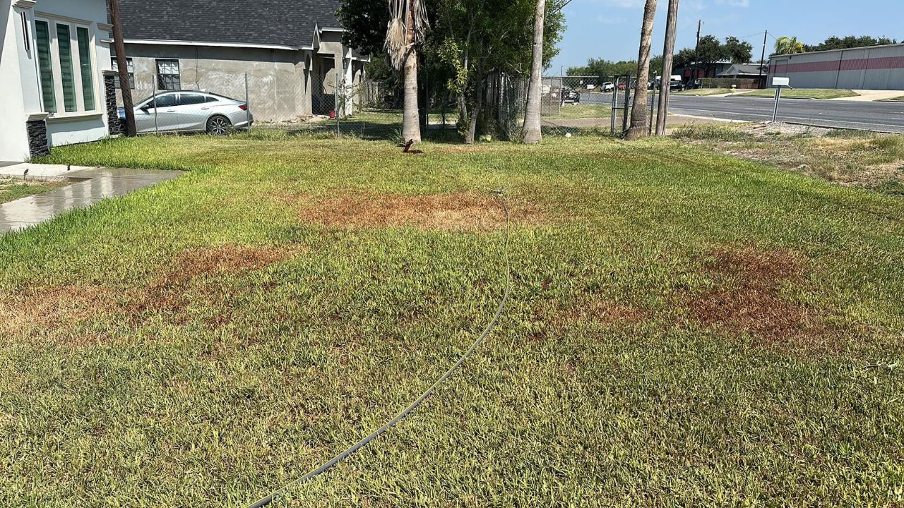 Severely neglected overgrown residential lawn in Sudbury Ontario after two full seasons without care