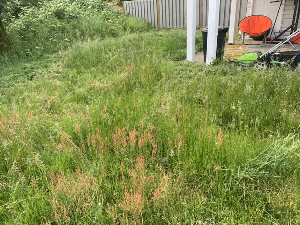 Severely neglected residential lawn Sudbury Ontario before restoration work