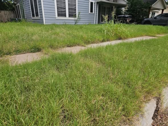 Severely overgrown lawn on neglected Sudbury Ontario residential property