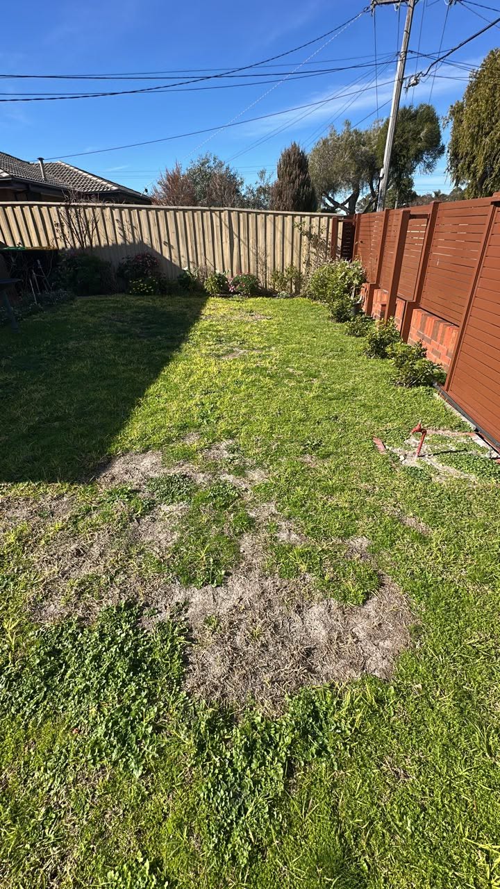 Shaded section of lawn with fungal activity on a Sudbury Ontario property