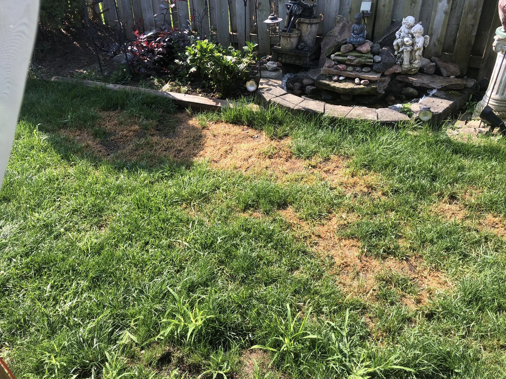 Shallow grass roots on a Sudbury lawn cut too short in spring