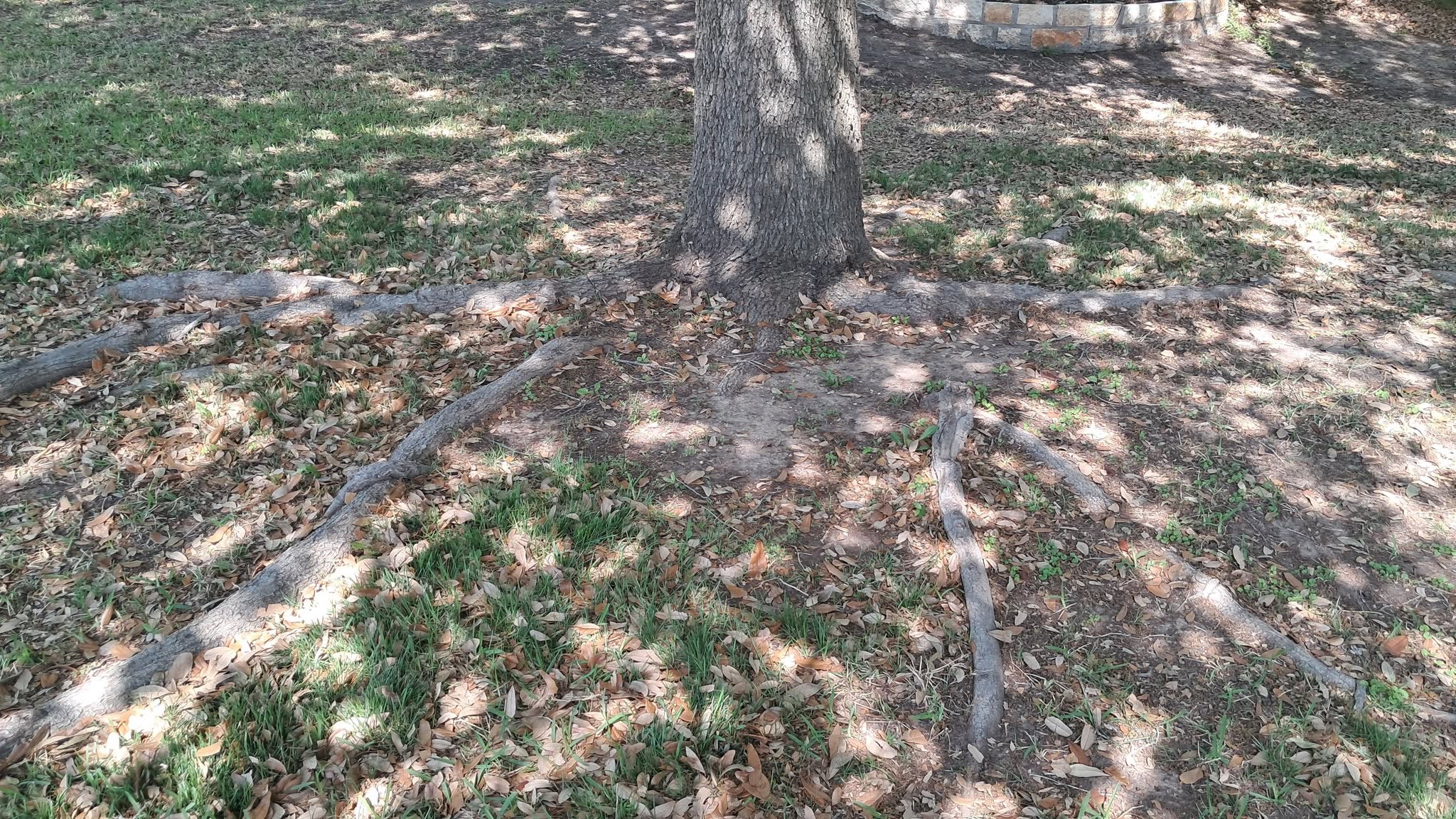 Shallow tree roots visible above soil surface due to thin Canadian Shield topsoil in Sudbury Ontario
