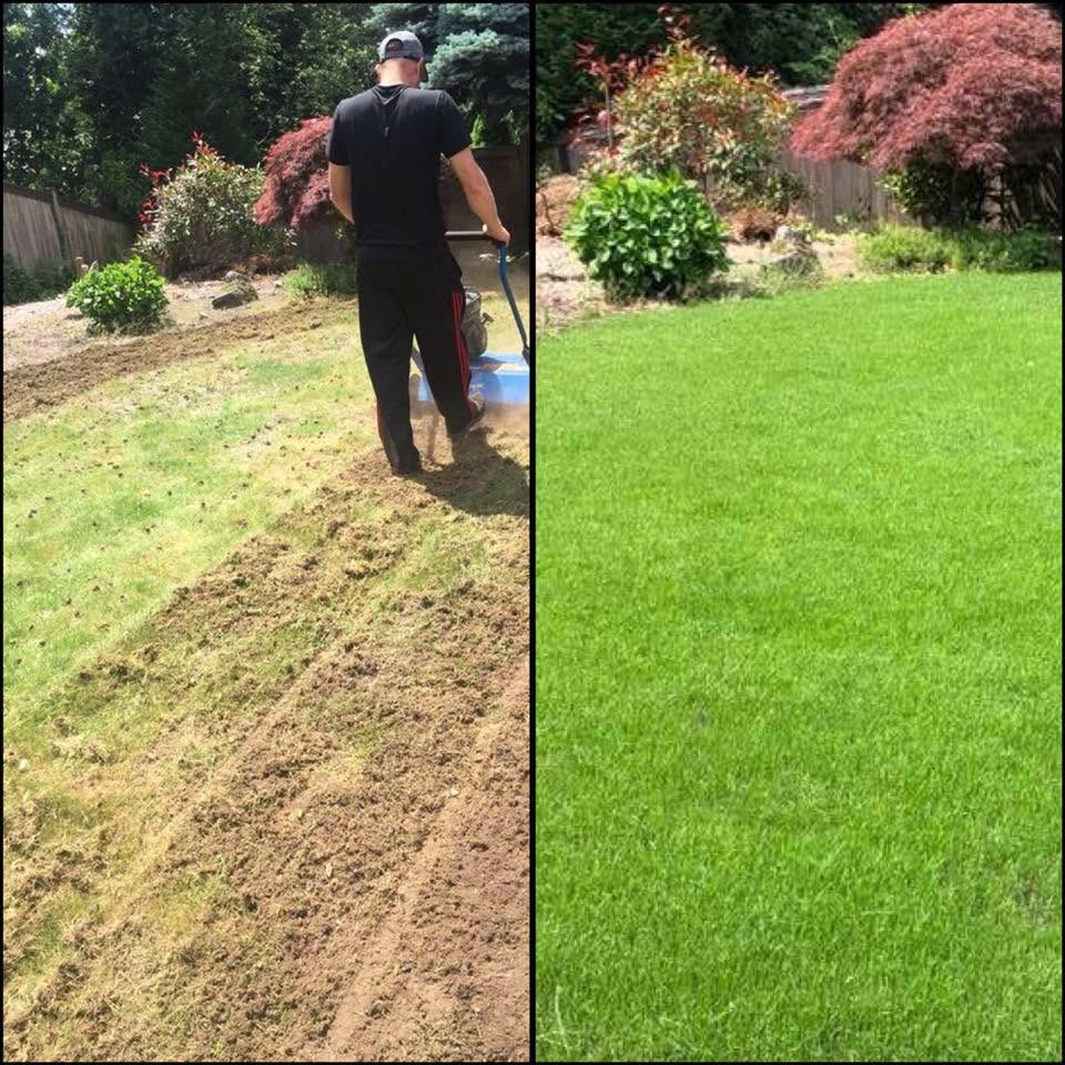 Side by side visual comparison of aerated versus non-aerated lawn in Sudbury Ontario in July