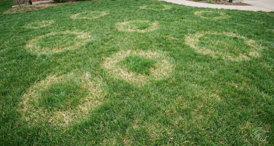 Signs of accumulated neglect lag on Sudbury Ontario residential lawn including thin patches and poor recovery