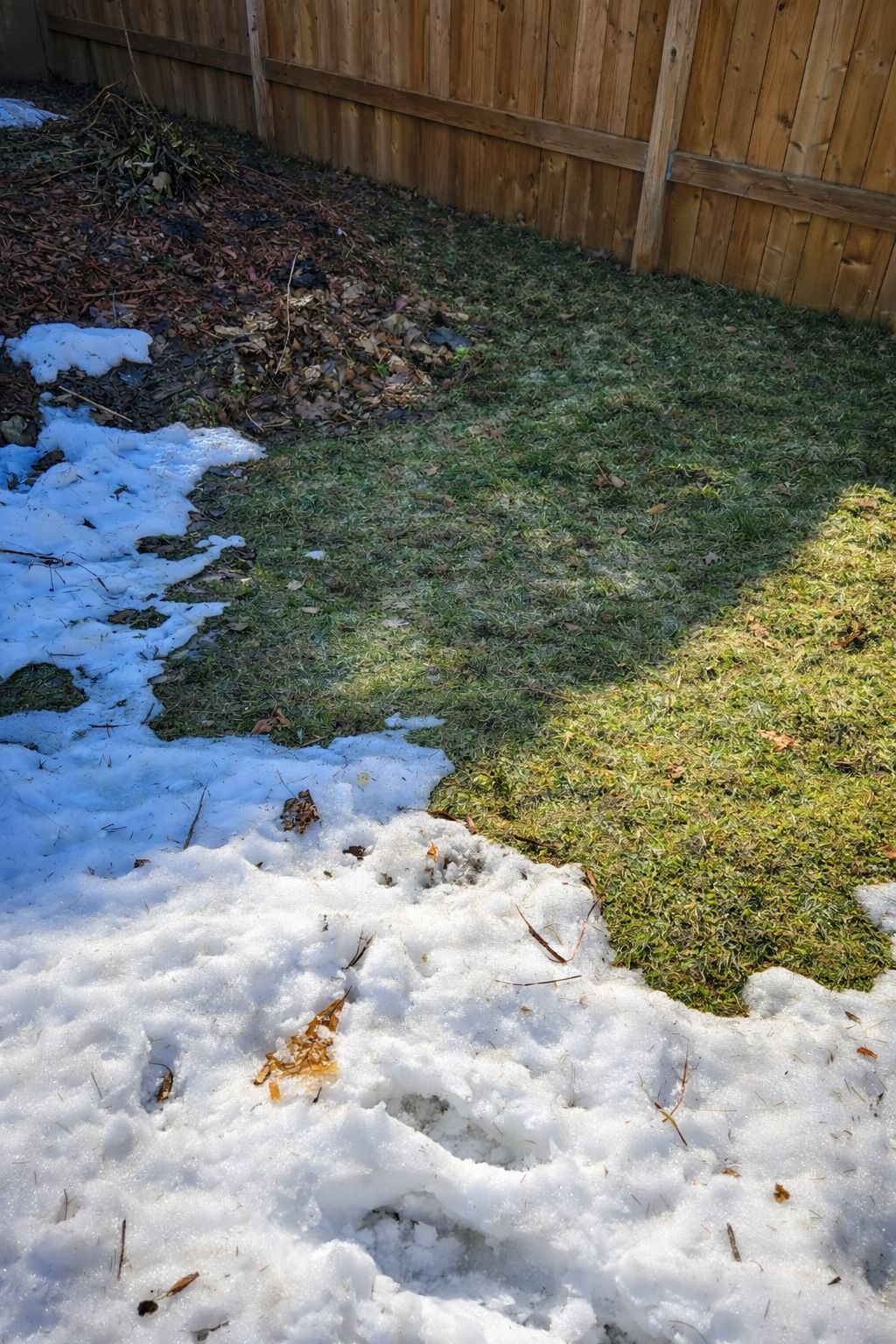 Snow mould damage on Sudbury lawn in spring