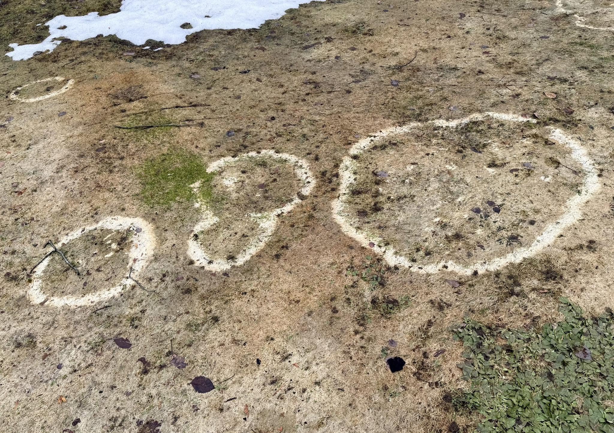 Snow mould damage revealed on Sudbury lawn after winter