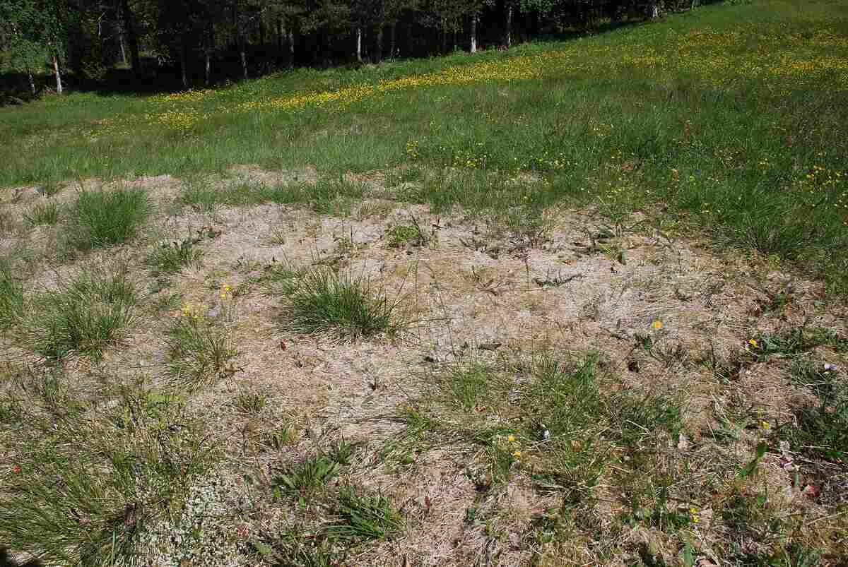 Snow mould fungal disease lawn Sudbury Ontario pink grey patches spring