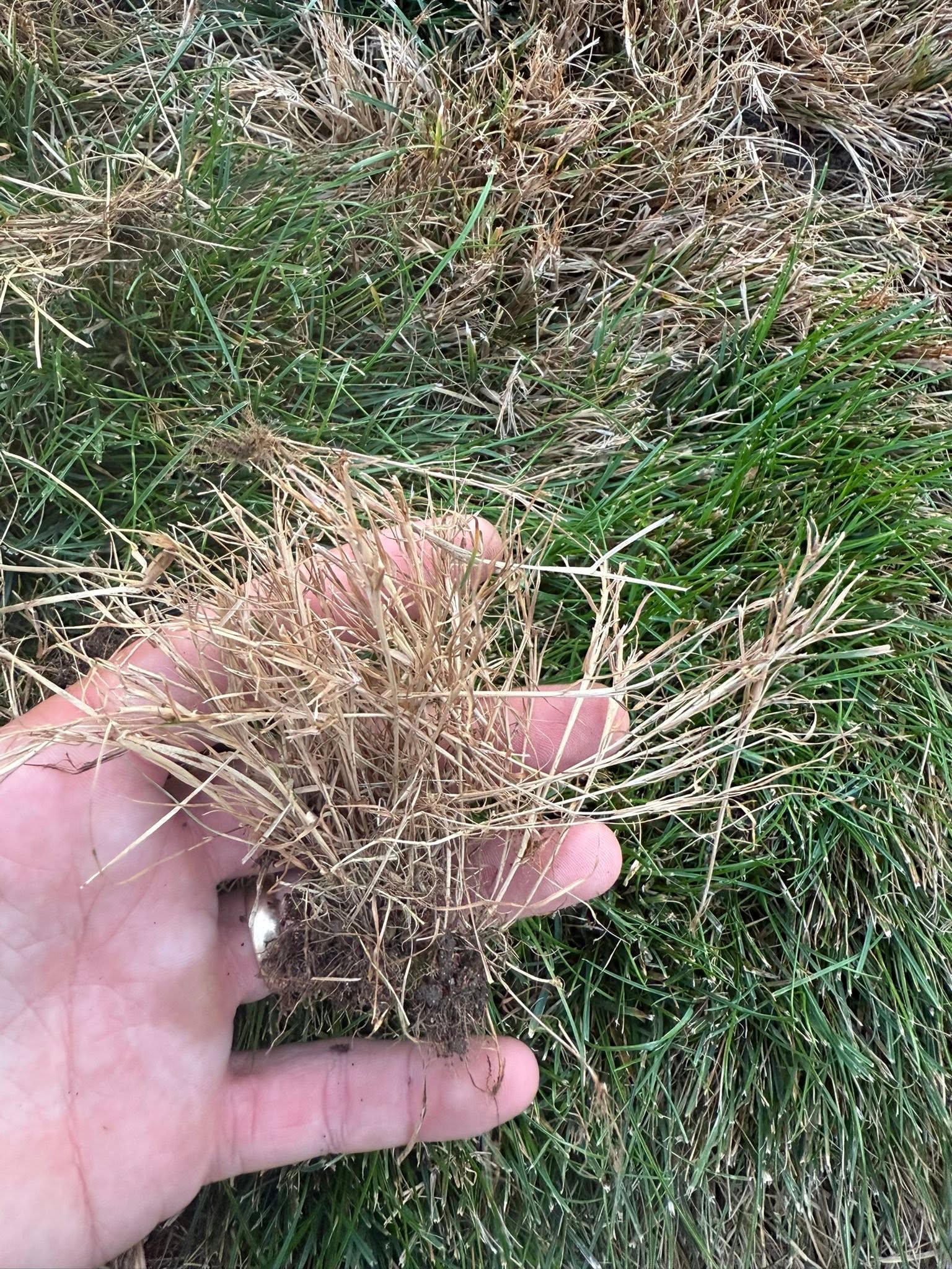 Sod roots shallow compacted soil Greater Sudbury Ontario year one underground