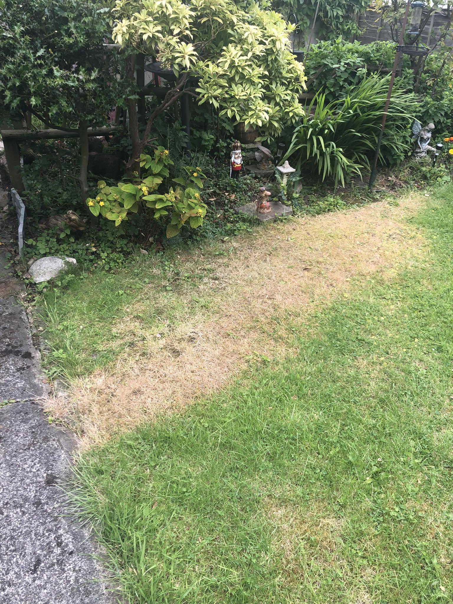 Specific damaged section of a Sudbury lawn distinct from the rest of the property