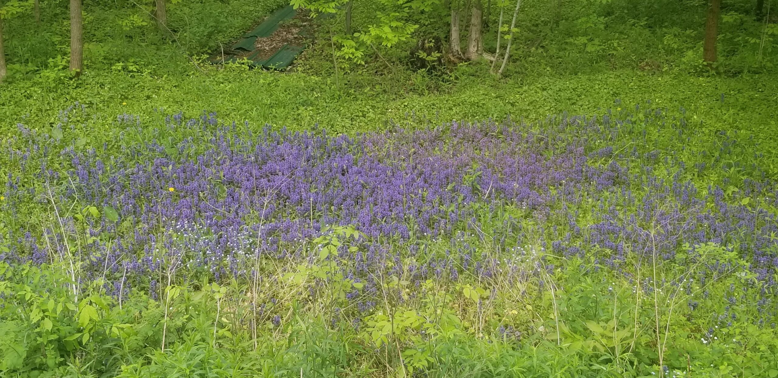 Spring lawn left longer for pollinators before Sudbury bylaw season begins