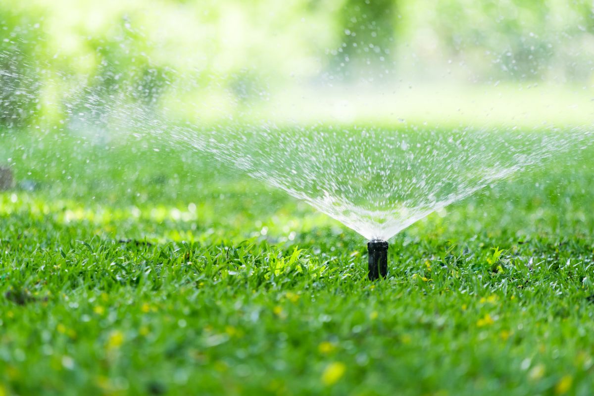 Sprinkler running on healthy Sudbury lawn in correct watering window morning