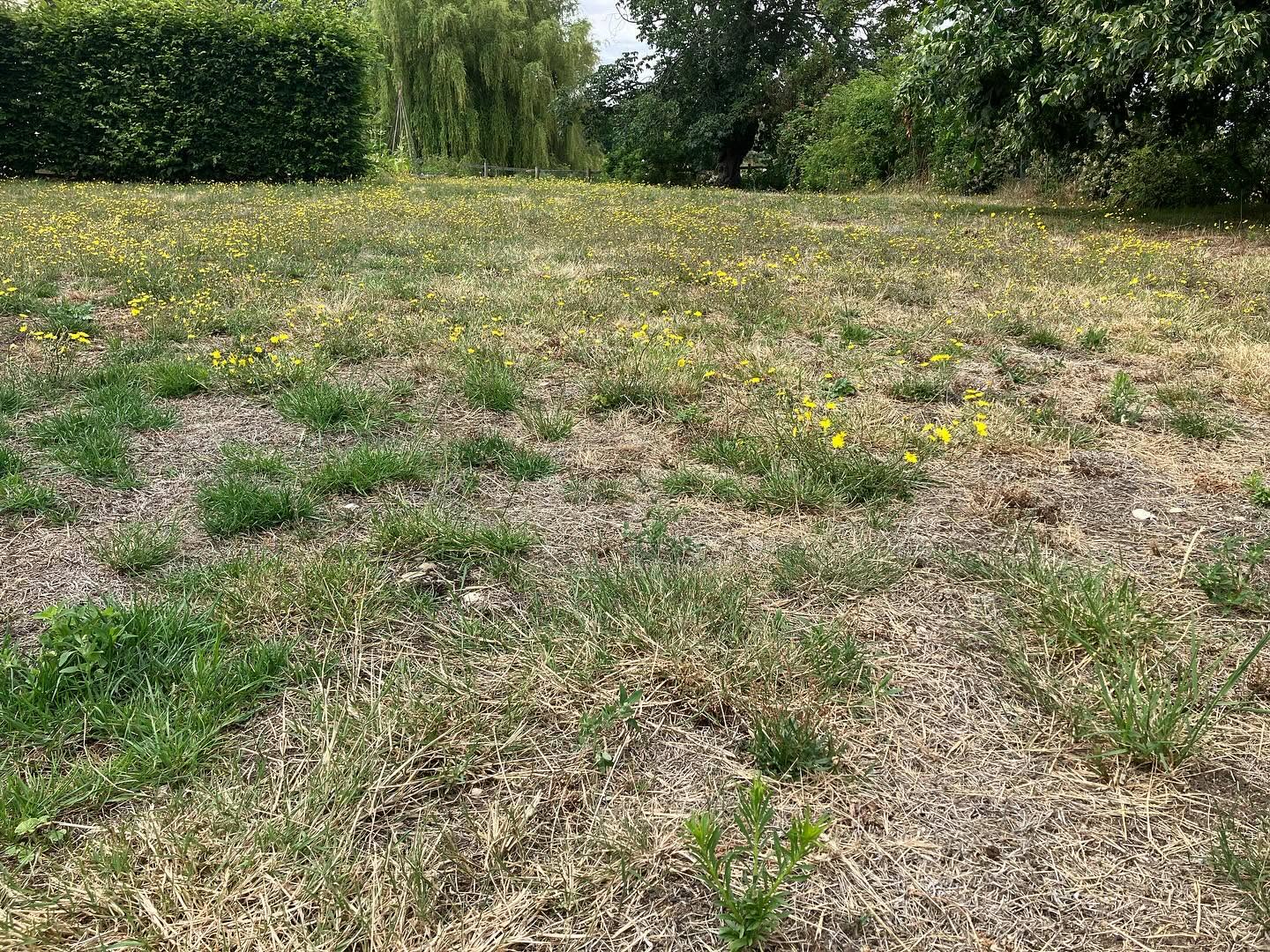 Struggling Sudbury lawn in September after difficult summer