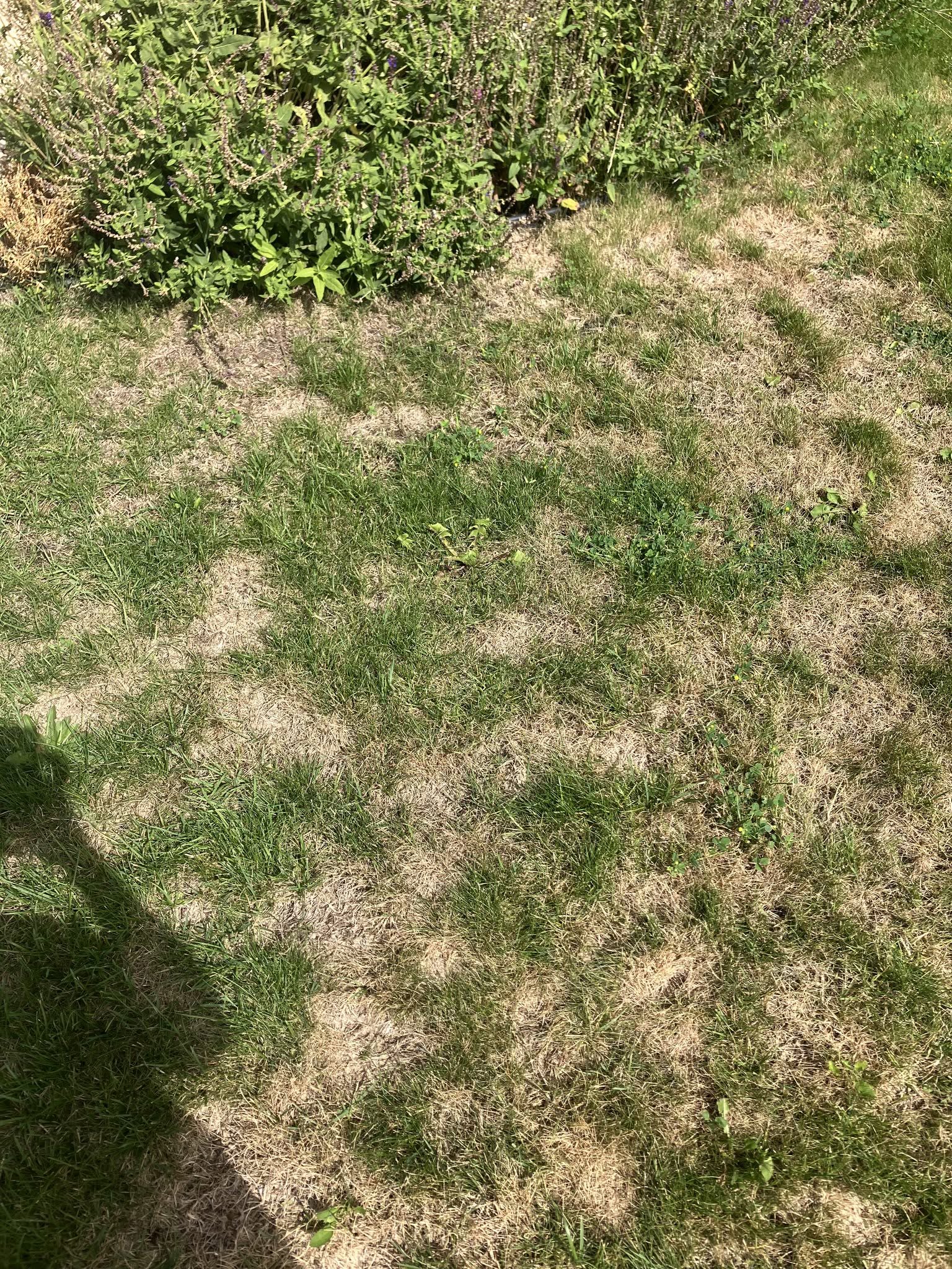 Struggling patchy lawn in Sudbury Ontario with frustrated homeowner trying to diagnose problem