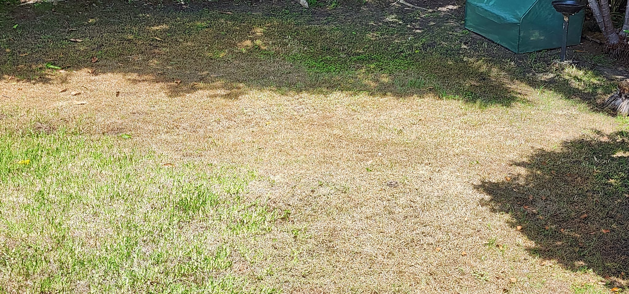 Struggling thin brown lawn Sudbury Ontario mid summer no preventive care