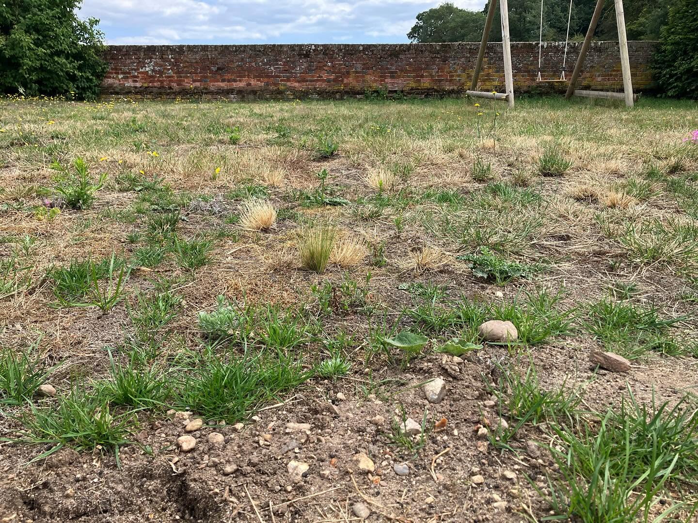 Struggling thin lawn Sudbury compaction