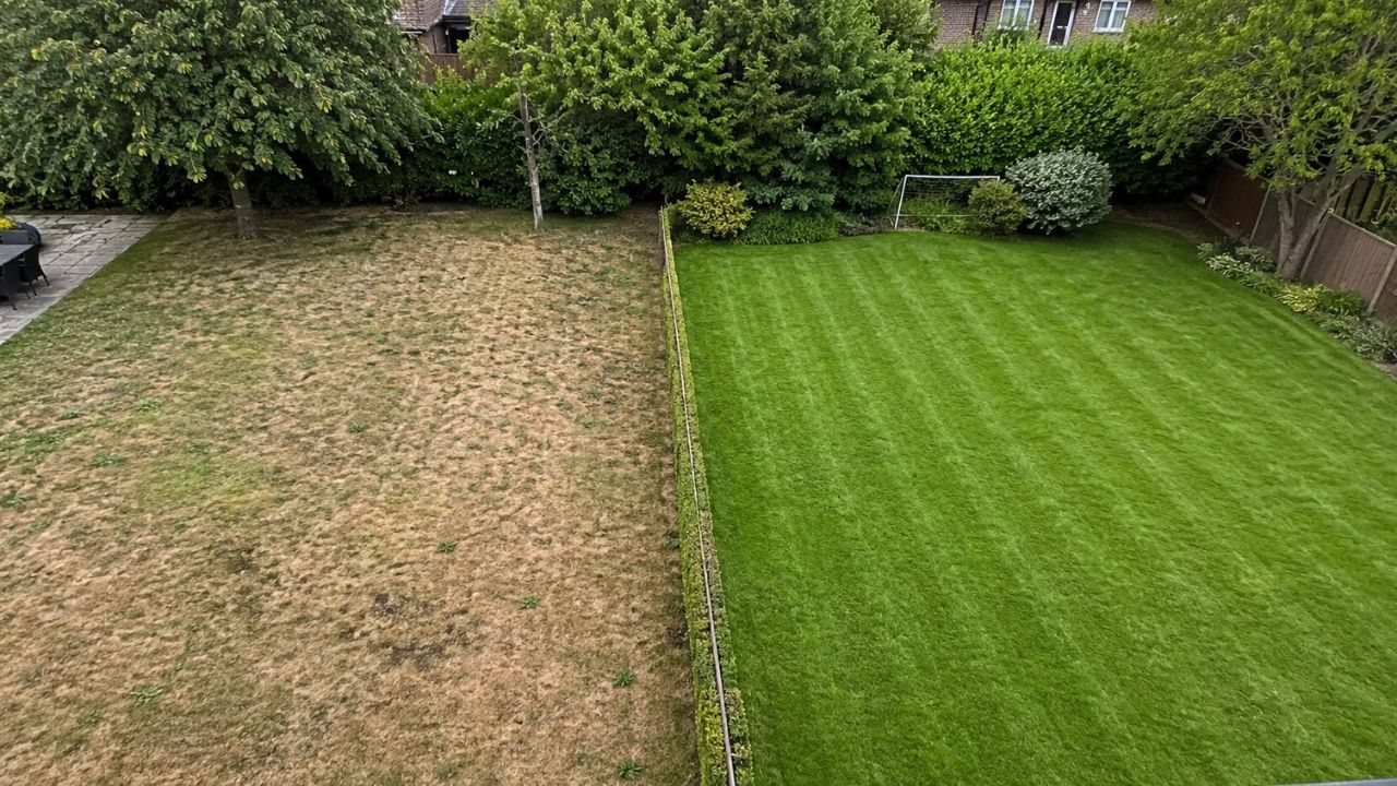 residential lawn Greater Sudbury Ontario September end of season thin patchy compared to healthy green lawn