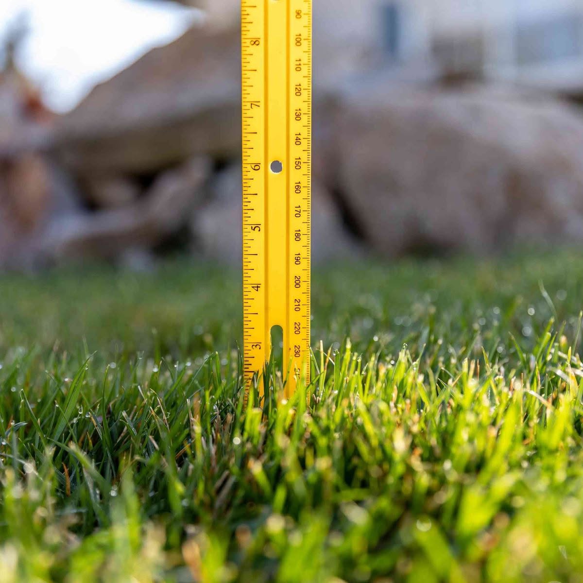 Sudbury Ontario homeowner checking lawn mowing height and technique during June season