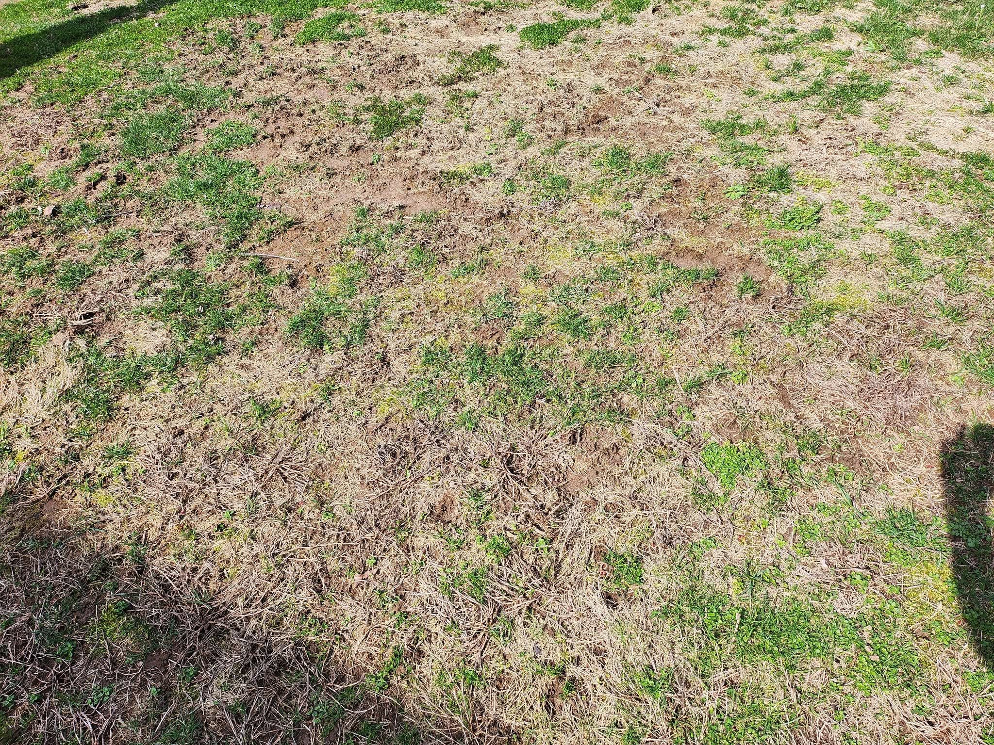 Sudbury Ontario lawn showing neglect from lost maintenance knowledge during property ownership transition