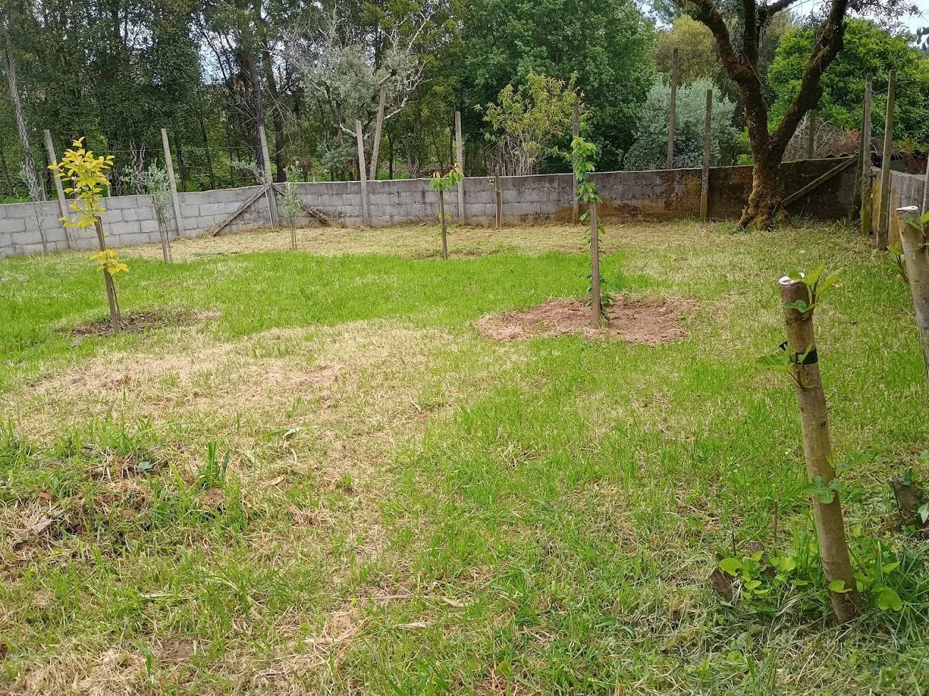 Sudbury Ontario residential backyard lawn in winter showing unexpected problems after sod installation