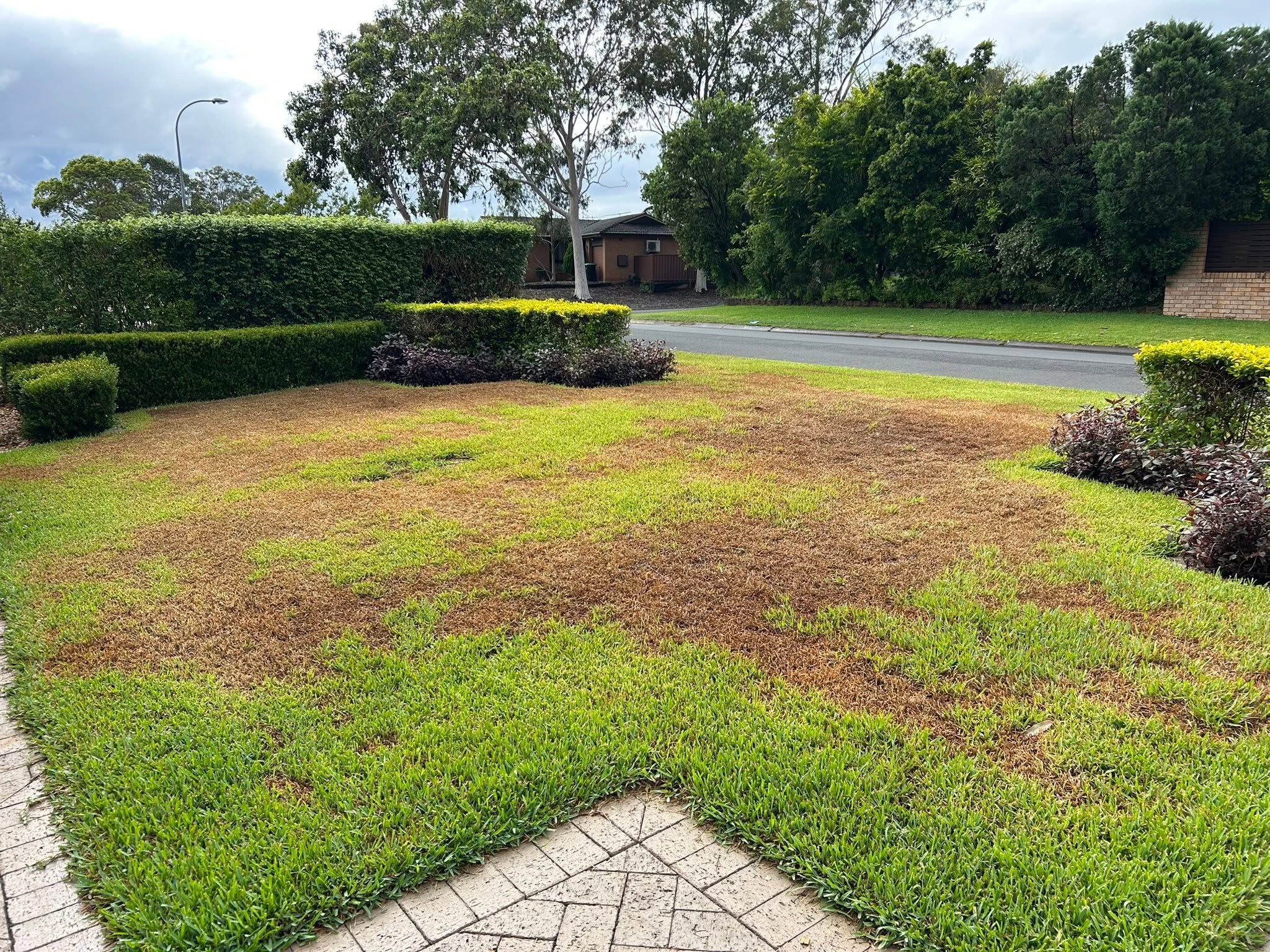 Sudbury Ontario residential lawn showing summer stress from ongoing low mowing height issues