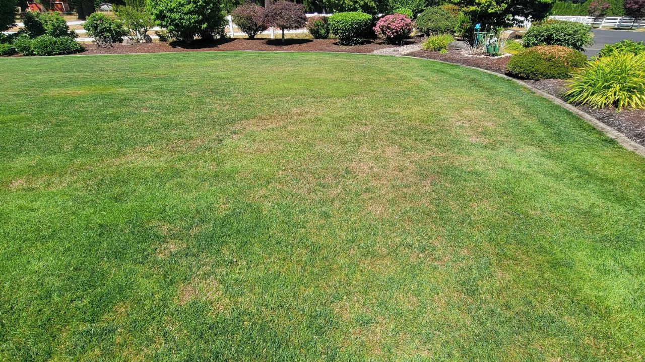 Sudbury Ontario residential lawn showing summer stress in July with browning patches