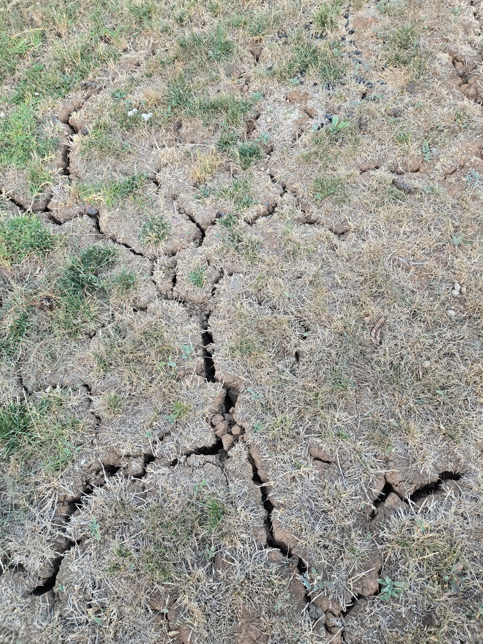 Sudbury Ontario specific lawn care approach clay soil freeze thaw professional