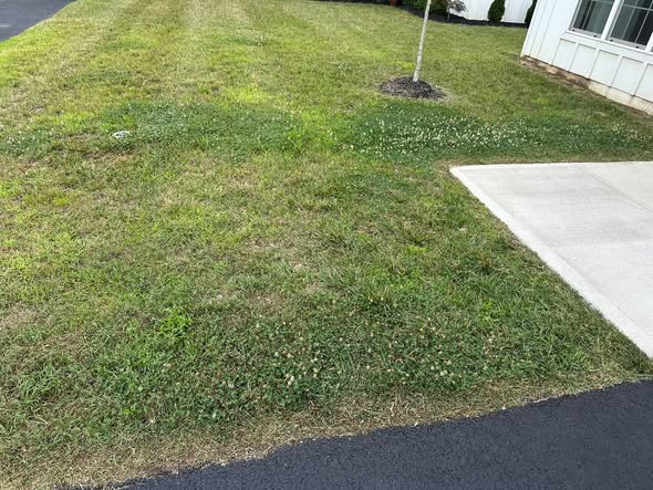 Sudbury homeowner discussing lawn results expectations with lawn care company