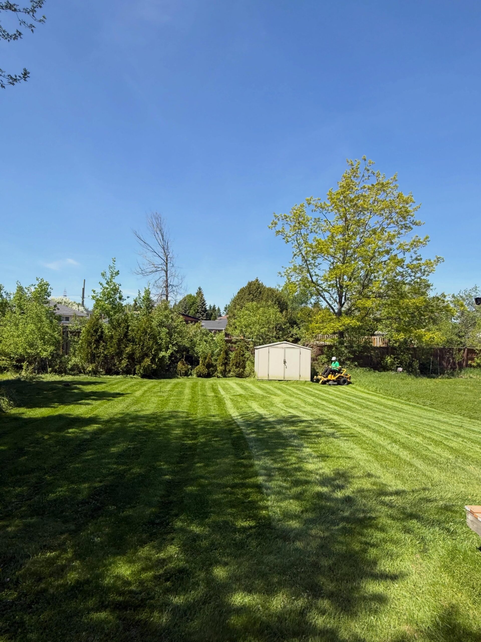 Sudbury homeowner surprised looking at lawn