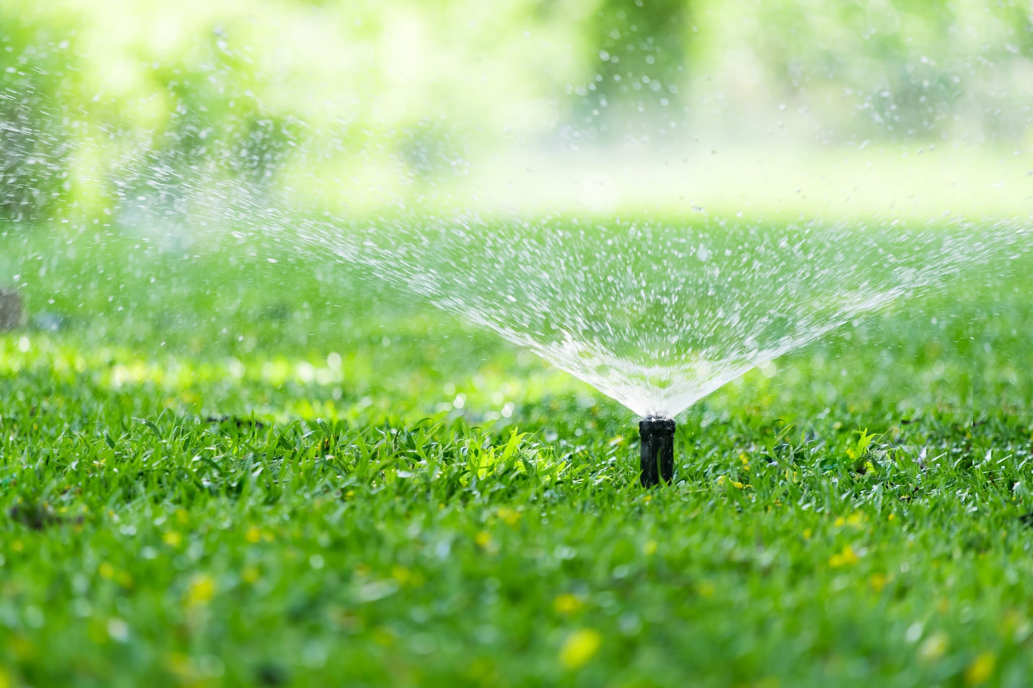 Sudbury homeowner watering lawn technique observation professional assessment