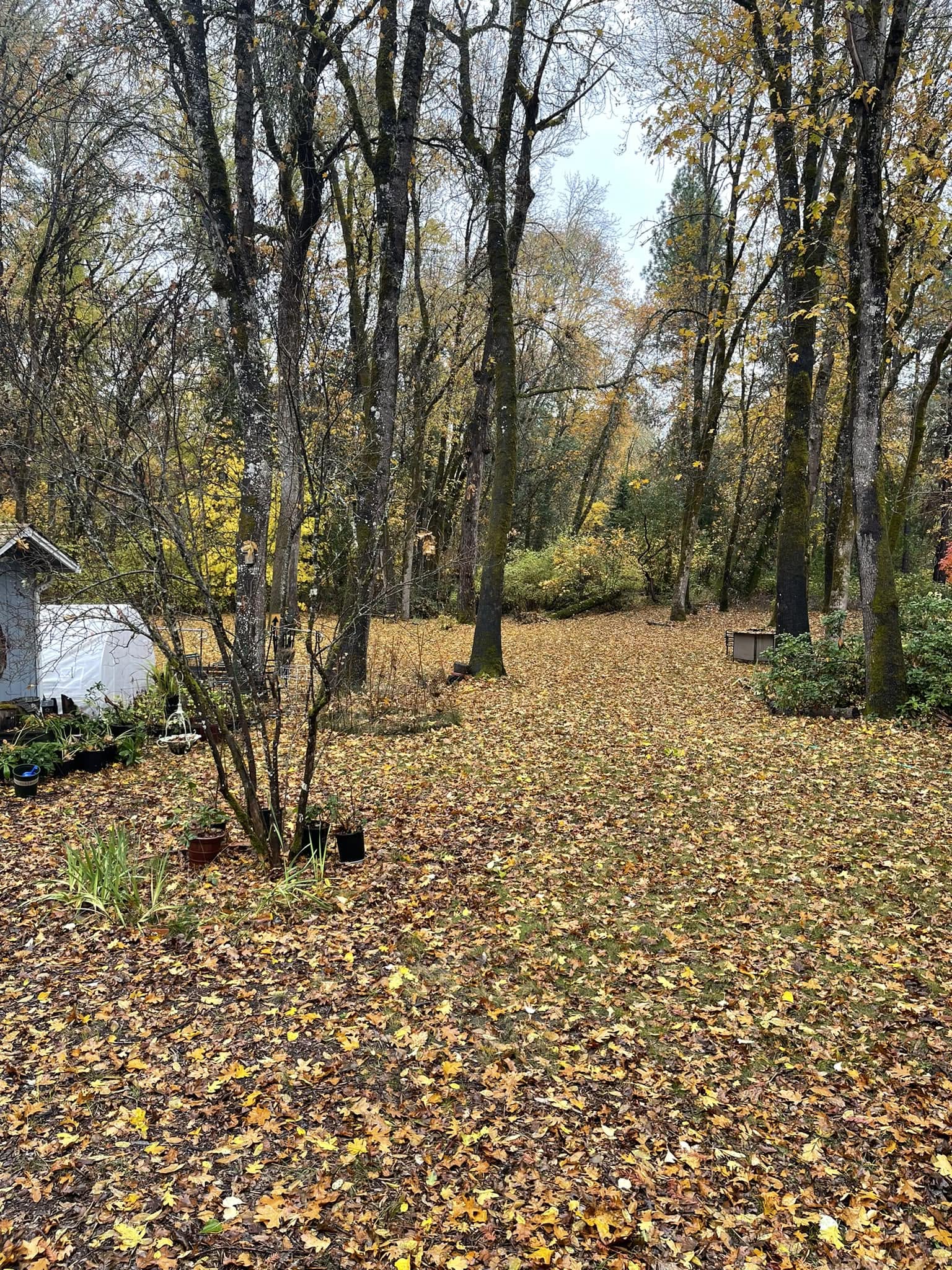 Sudbury lawn buried under matted leaves in late fall