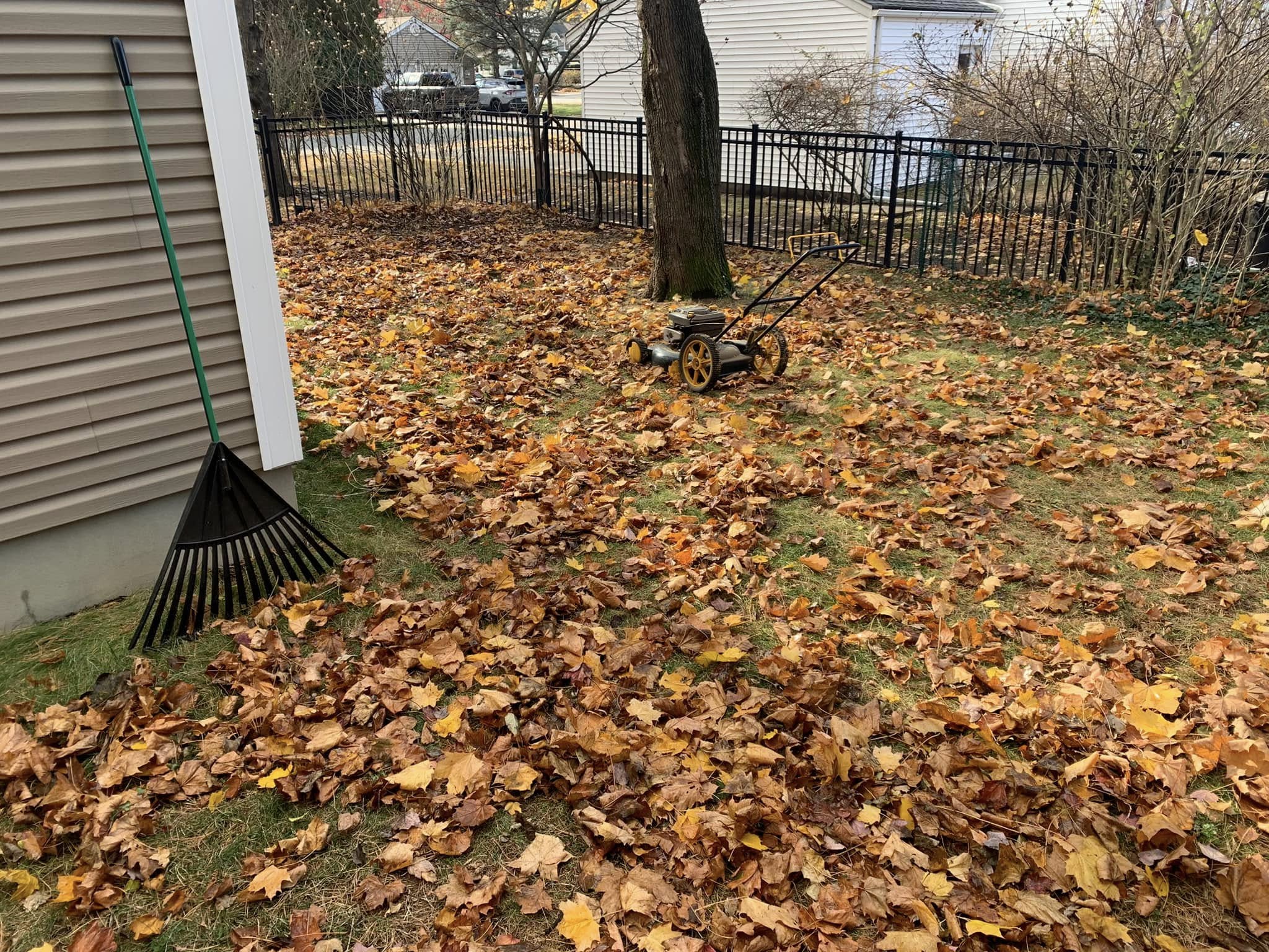 Sudbury lawn covered in leaves before fall cleanup