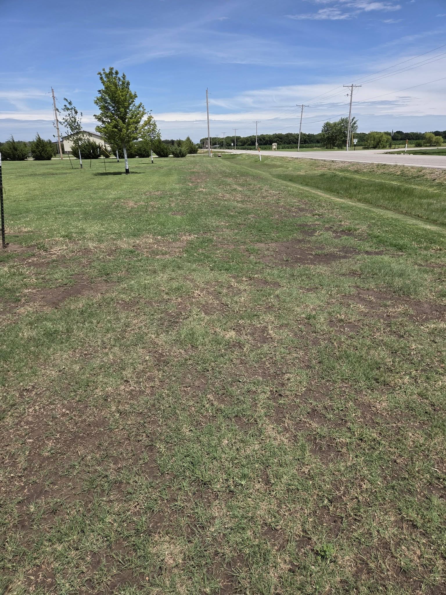 Sudbury lawn in mid July showing early heat stress warning signs