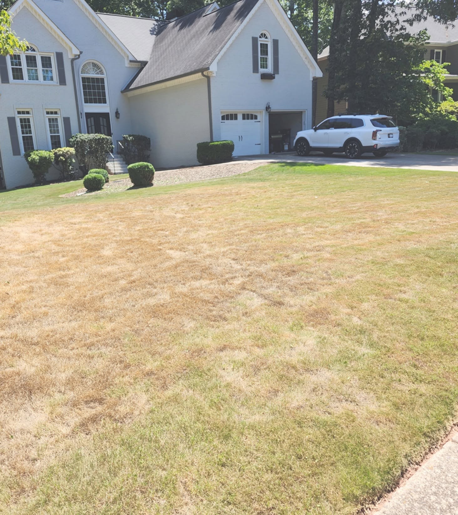 Sudbury lawn showing drought stress from compacted shallow roots
