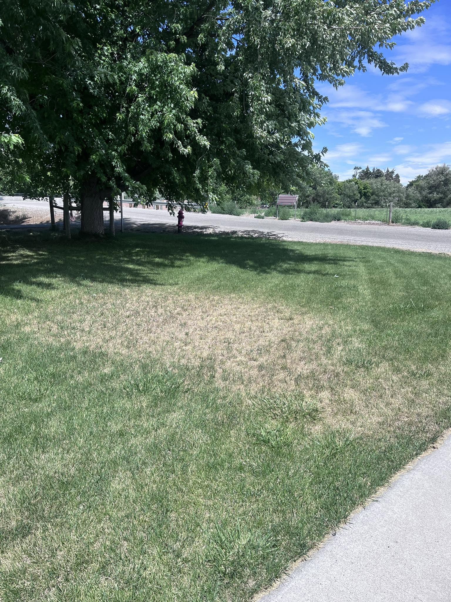 Sudbury lawn showing drought stress from undetected soil compaction