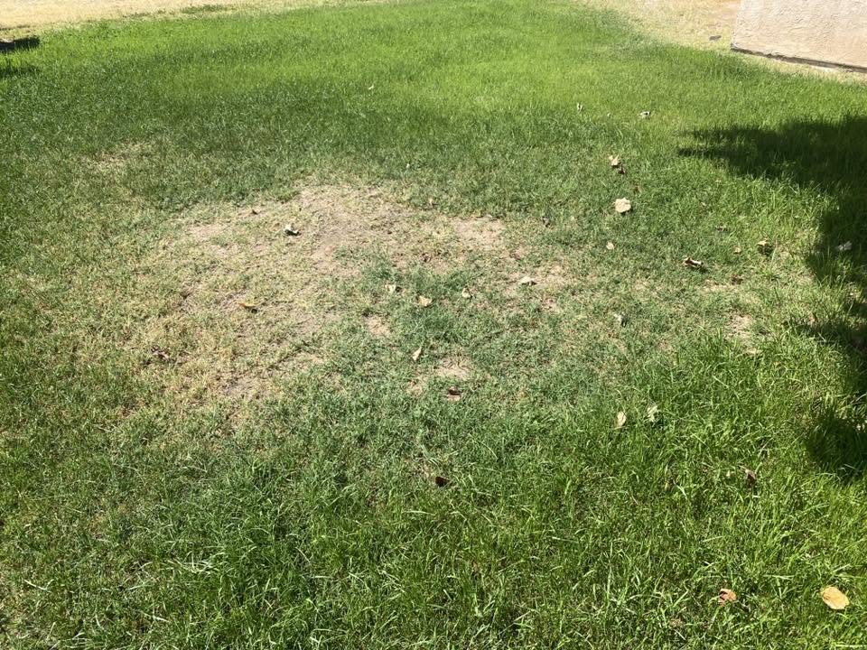 Sudbury lawn showing early signs of problem caught during two week check in