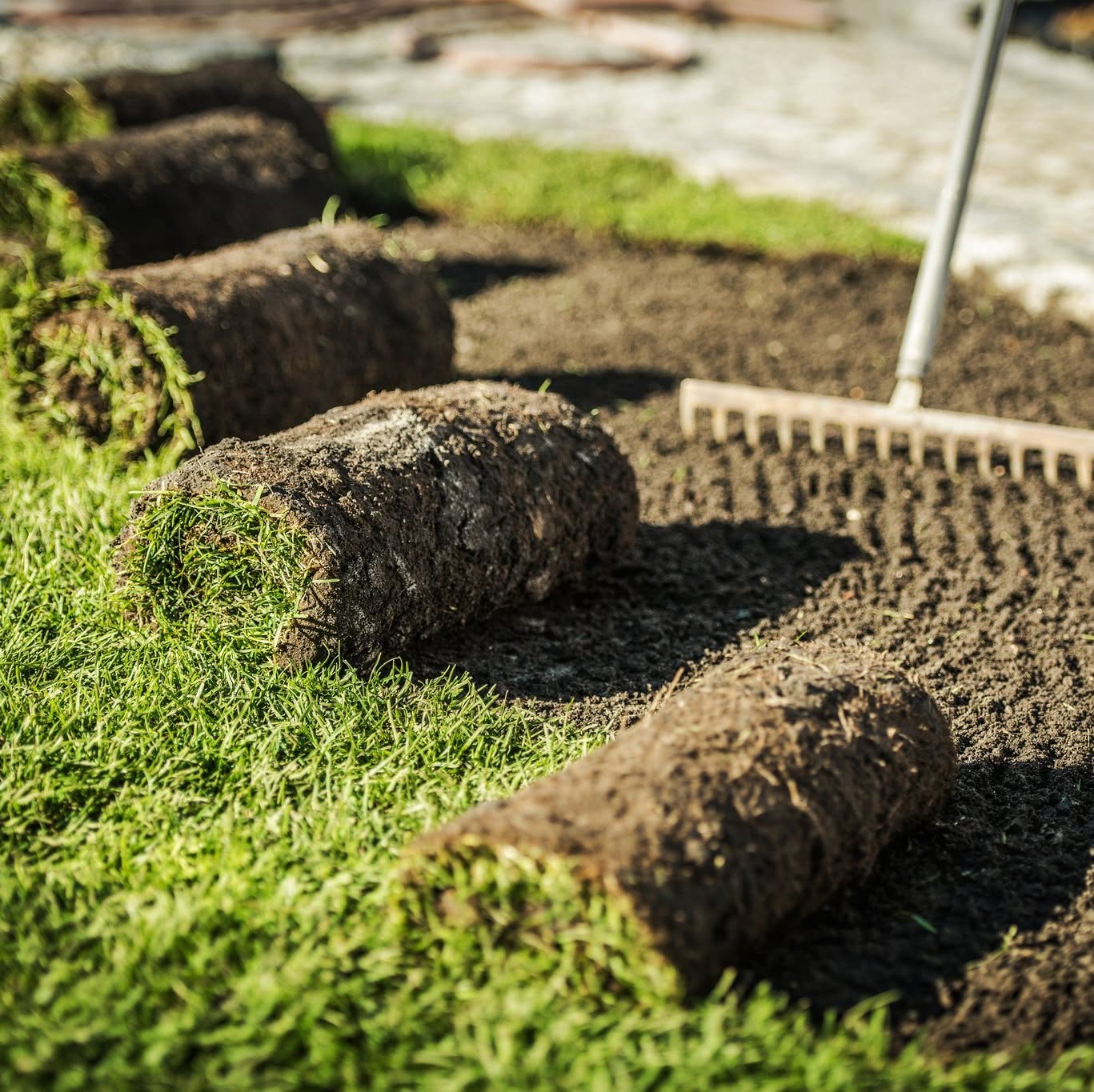 Sudbury lawn sod installation in August warm season