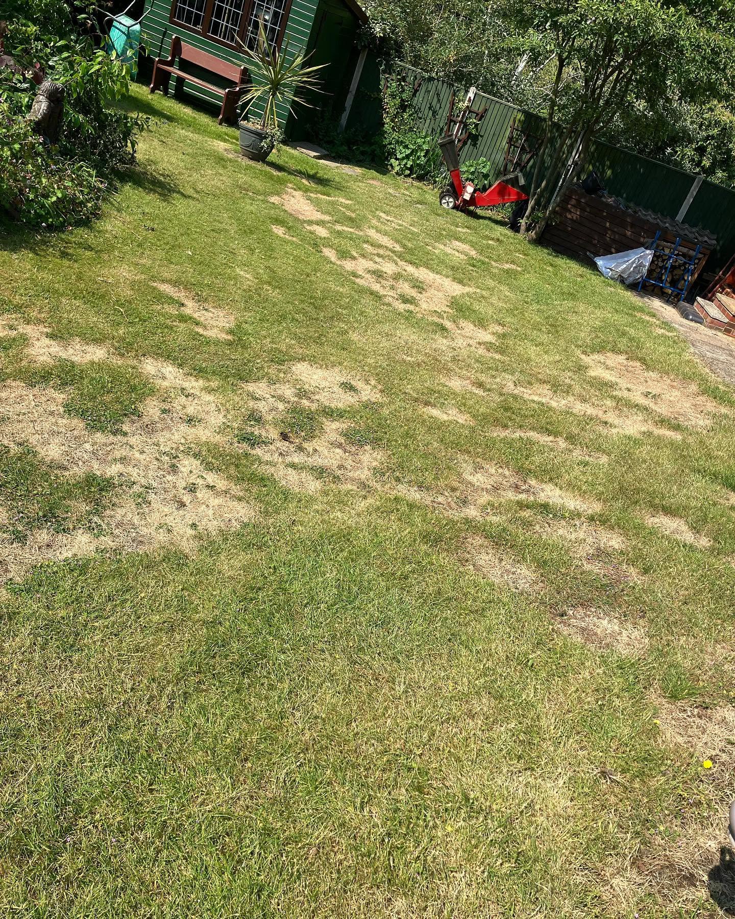 Sudbury lawn year one without aeration beginning to compact