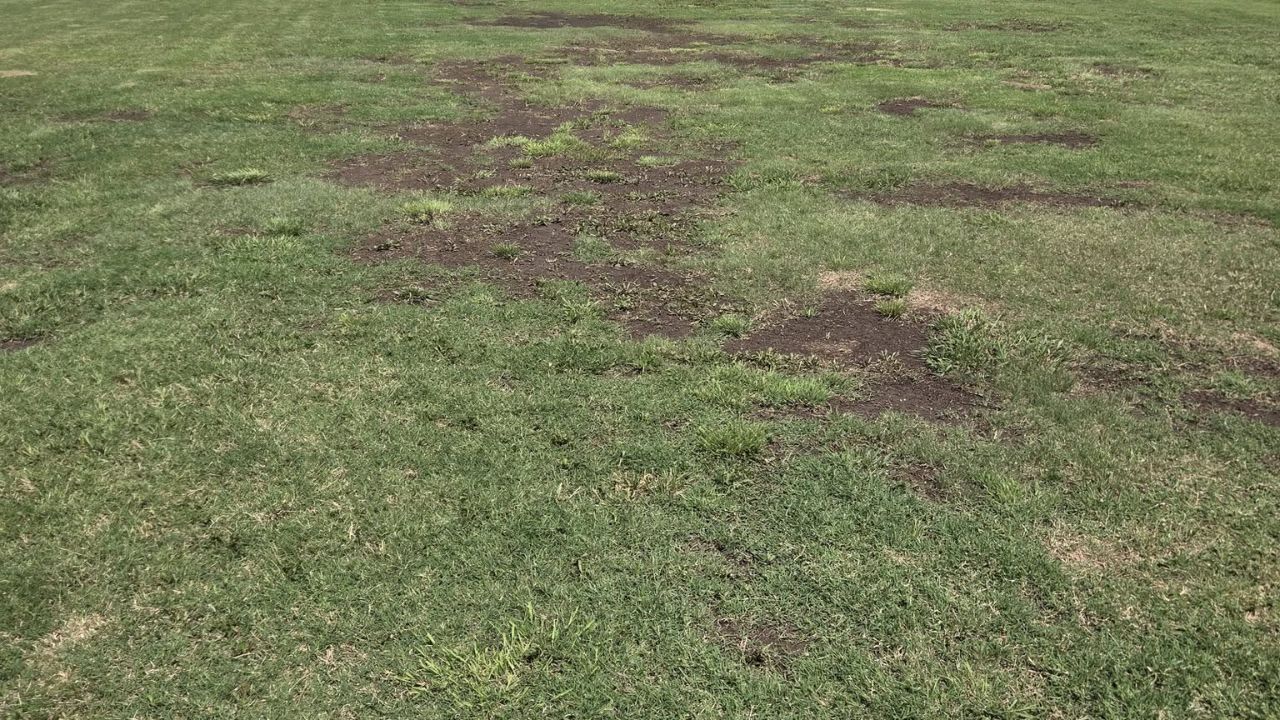 Sudbury residential lawn showing early signs of heat stress before July heatwave arrives