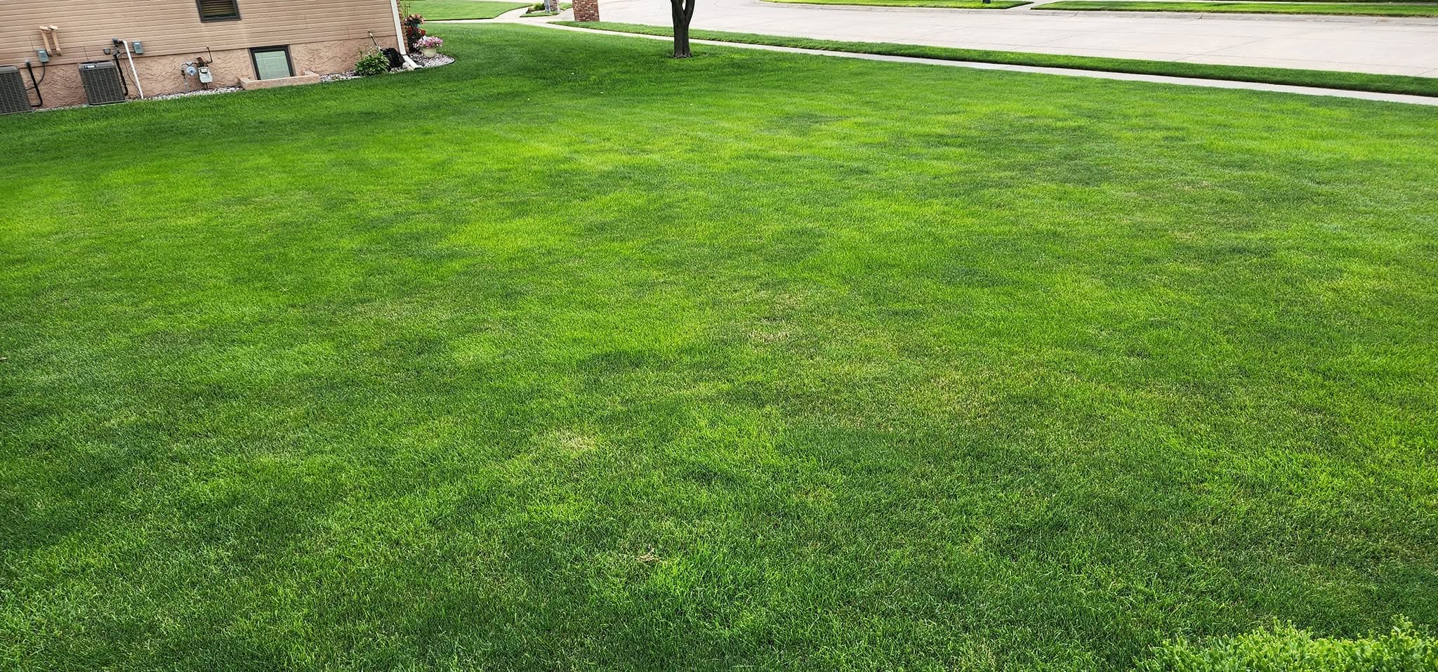 Sunny hot day on Sudbury lawn ideal for fertilizer burn