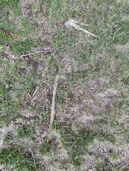 Surface roots from invasive rooting tree species damaging lawn area in Sudbury Ontario yard