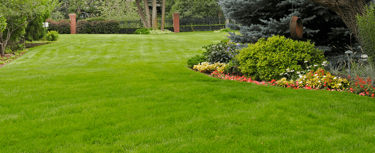 Thick healthy grass crowding out weeds on a Sudbury lawn