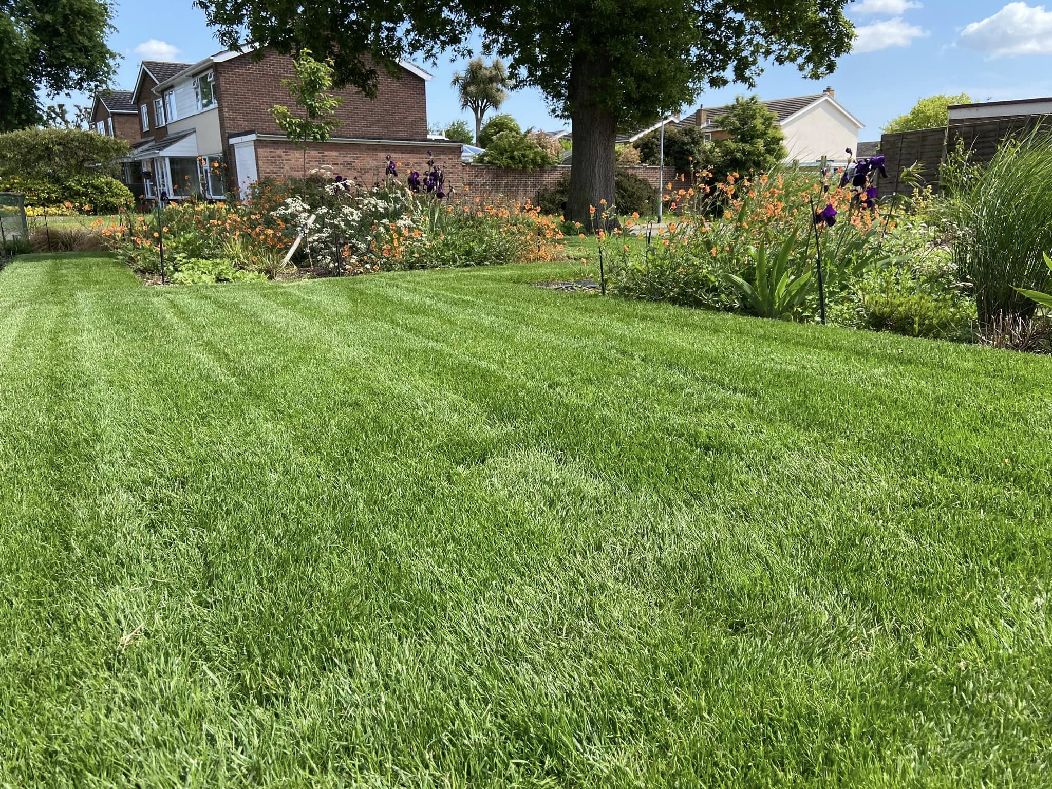 Thick healthy green lawn on a Sudbury Ontario residential property after three years of proper care