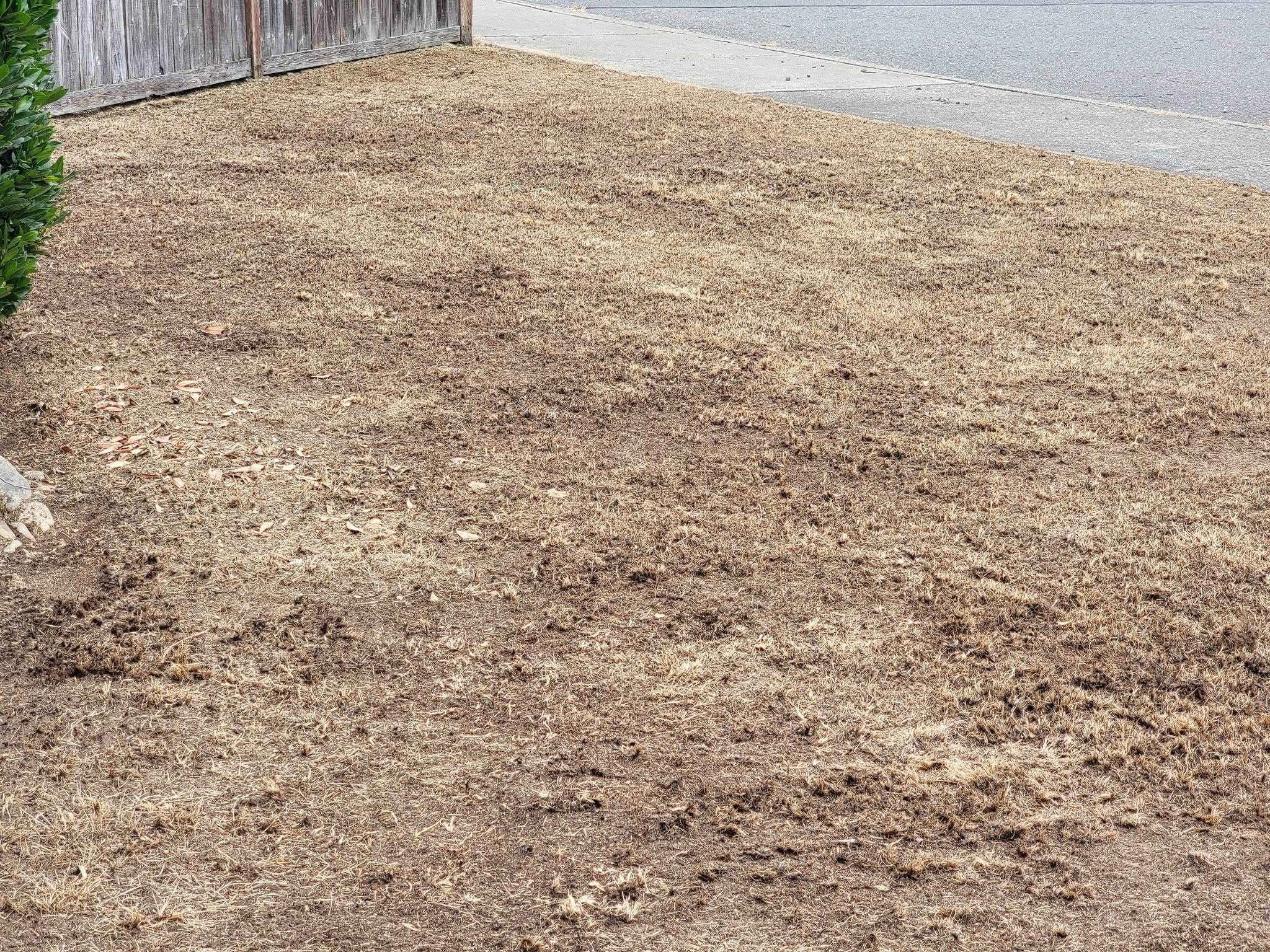 Thick spongy thatch layer pulled back revealing dead soil and minimal root growth underneath Sudbury lawn