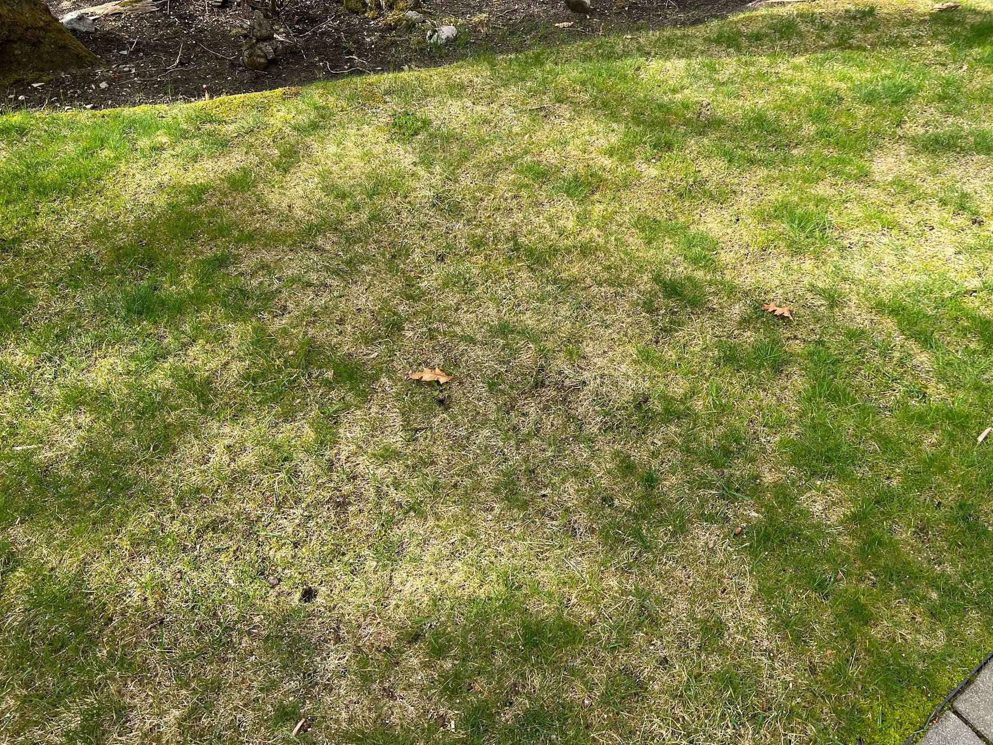 Thick thatch layer and compacted soil revealed during assessment of neglected Sudbury Ontario lawn
